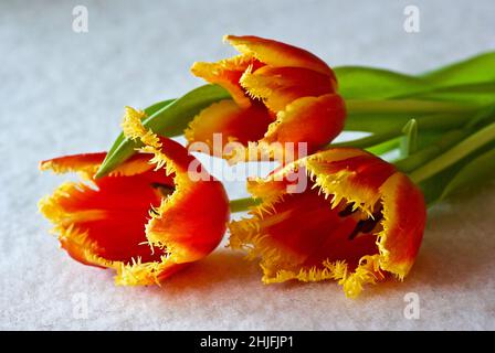 Tre tulipani con frange gialle e rosse che poggiano su un panno da tavolo bianco. Foto Stock