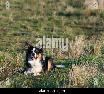 Confine gallese Collie posato in campo Foto Stock