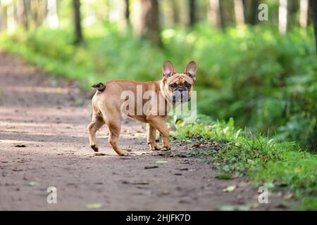 Clever obedient cane di razza francese del bulldog sta aspettando il proprietario mentre cammina nella natura nel parco Foto Stock