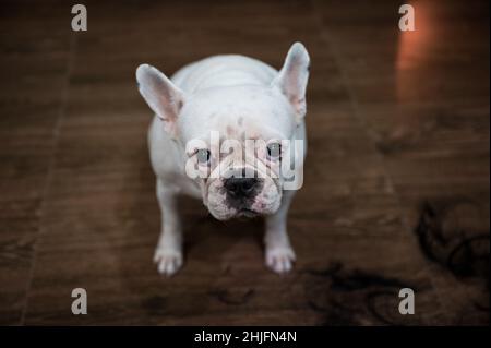Cucciolo bianco bulldog francese seduto e fissando alla macchina fotografica sul pavimento Foto Stock