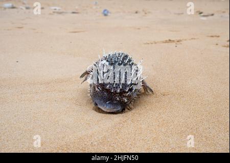 Pesce puffer con gonfio aground steso morto sulla spiaggia Foto Stock