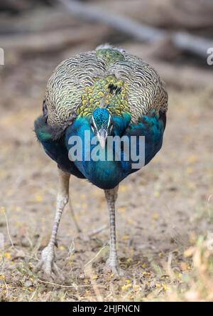Peafowl indiano (cristatus di Pavo) nell'habitat naturale della foresta. Ritratto o closeup di pavone. Foto Stock