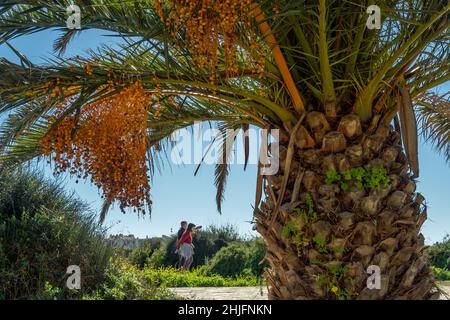 Dattilifera di Phoenix, con datteri sui suoi rami, sulla costa di Mallorcan di Colonia de Sant Jordi Foto Stock