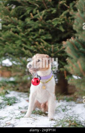 Ritratto di carino cane di parson russell terrier razza vicino abete verde in inverno natura tenendo rosso natale albero giocattolo Foto Stock