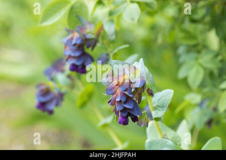 Primo piano di Honeywort Cerinthé maggiore purpurascens fioritura in primavera in un giardino britannico Foto Stock