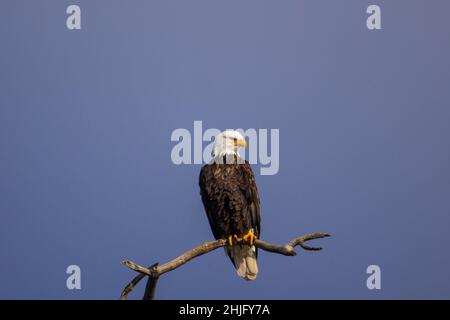 Primo piano di un'aquila nel Montezuma National Wildlife Refuge Foto Stock