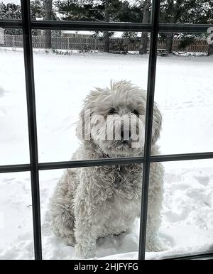 Grande cane White Golden Doodle all'aperto in attesa di tornare all'interno di casa. Espressioni carine sul suo volto. Foto Stock
