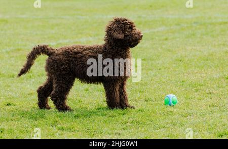 cane cucciolo color cioccolato che gioca nel parco tra l'erba verde e il sole primaverile Foto Stock