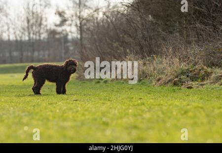 cane cucciolo color cioccolato che gioca nel parco tra l'erba verde e il sole primaverile Foto Stock