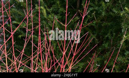 Arbusto architettonico cornus con steli rossi e arancioni senza fogliame in inverno Foto Stock