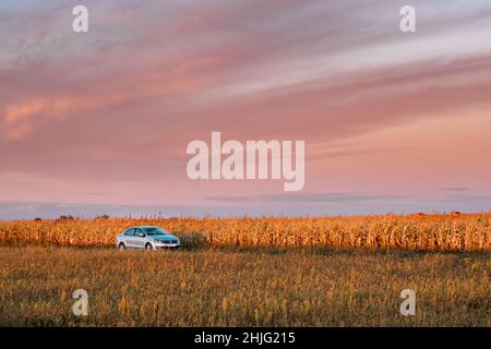 Volkswagen Polo Car Sedan Parcheggio vicino Country Road in Autumn Field. Sunset Sunrise Sky sullo sfondo in serata soleggiato. Foto Stock