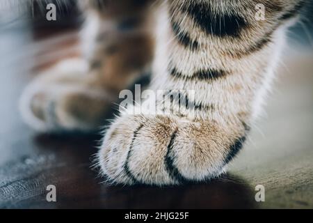 Primo piano della zampa di gatto a strisce soffice. Fotografia macro Foto Stock