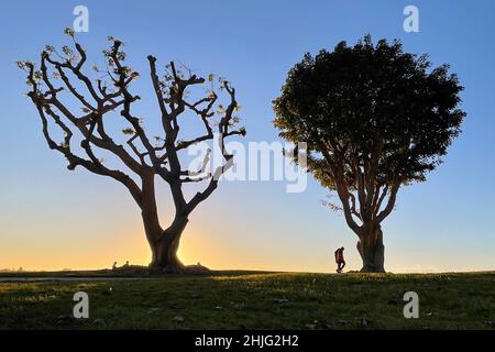 San Diego, California, Stati Uniti. 06th Jan 2022. Una coppia cammina sotto gli alberi di corallo all'Embarcadero Marina Park al tramonto il 6 gennaio 2022, a San Diego, California. (Credit Image: © David Becker/ZUMA Press Wire) Foto Stock