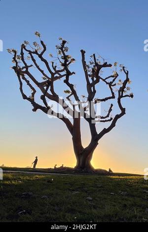San Diego, California, Stati Uniti. 06th Jan 2022. Le persone camminano sotto un albero di corallo recentemente rifinito al Parco Embarcadero Marina al tramonto il 6 gennaio 2022, a San Diego, California. (Credit Image: © David Becker/ZUMA Press Wire) Foto Stock