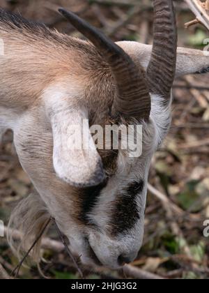 Ritratto di una capra maestosa alla luce del sole sulla fattoria Foto Stock