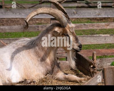 Ritratto di una capra maestosa alla luce del sole sulla fattoria Foto Stock