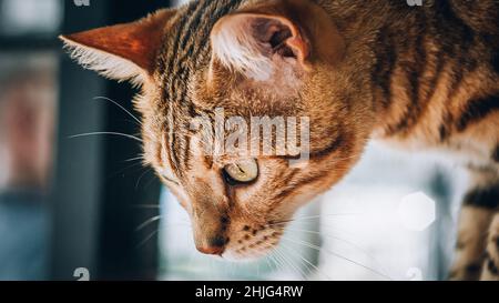 Ritratto del gatto a strisce con occhi verdi. Fotografia macro Foto Stock