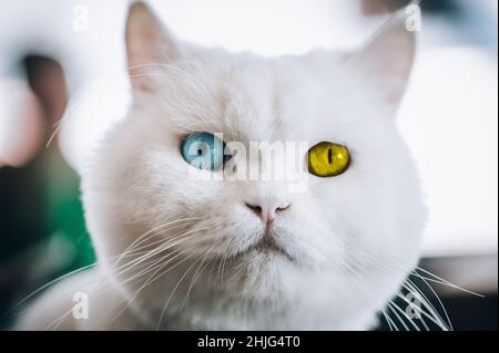 Gatto bianco puro con un occhio blu e un occhio ambrato. Fotografia macro Foto Stock