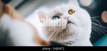 Gatto bianco puro con un occhio blu e un occhio ambrato. Fotografia macro Foto Stock