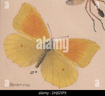 Schmetterling, papilio, farfalla, opere d'arte, F. A. Brockhaus, Incisione, cromolithografia, antichità, enciclopedia, Brockhaus, coleotteri, illustrazione, 19th secolo, Entomologia, Konversations, Lexikon, Auflage, Lipsia, conversazioni, Brockhaus Enzyklopädie, Colorato, edizione 14th, 1894, Anstalt, Georg.-artist, latino, tedesco, inglese, nome, fine, calligrafia, immagine, squisitamente, disegnata, vivida, Fresco, colori, arte, grafica, vibrante, chiarezza, qualità, scienza, botanica, detailful, arredamento, farfalle, papillionibus, : Foto Stock