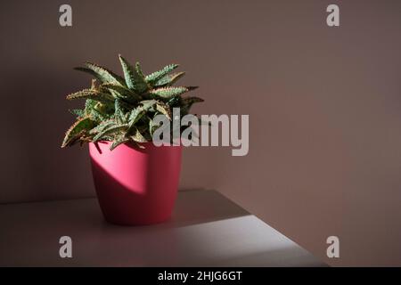 Cactus in vaso su tavolo di legno bianco su sfondo rosa. Foto Stock