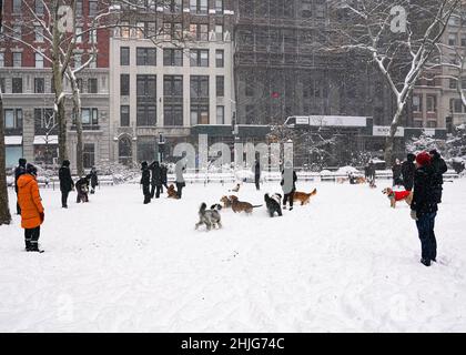 Cani che corrono, godendo la neve a Madison Square Park, New York, durante una bufera invernale, classificato come ciclone bomba, 29 gennaio 2022 Foto Stock