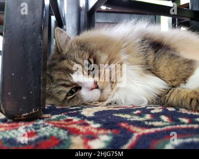 Un carino purebred ragamuffin gatto riposante Foto Stock