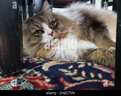 Un carino purebred ragamuffin gatto riposante Foto Stock