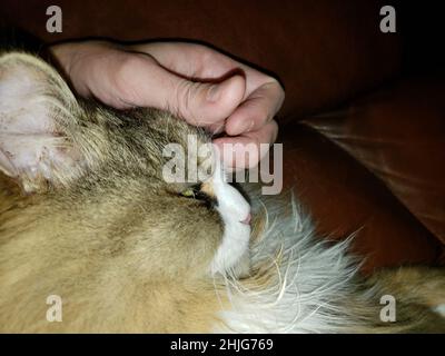 Un carino purebred ragamuffin gatto riposante Foto Stock