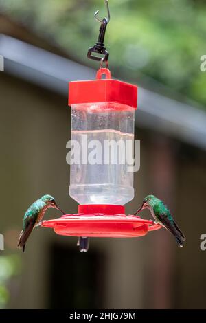 Diverse specie di colibrì (famiglia dei Trochilidae) che alimentano gli uccelli di Monteverde, Costa Rica Foto Stock