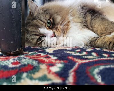 Un carino purebred ragamuffin gatto riposante Foto Stock