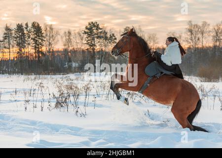 Una ragazza in un mantello bianco corre un cavallo marrone in inverno. Ora d'oro, sole tramontato. Il cavallo si alza. Foto Stock