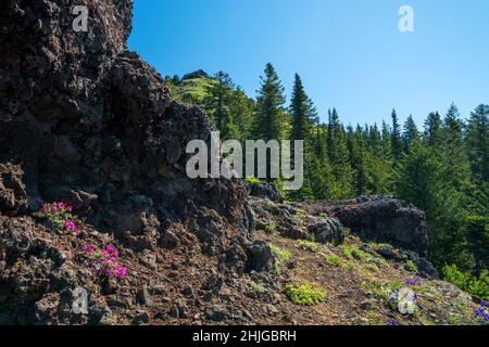 Fiore di scimmia rosa (Erythranthe lewisii) e Larkspur (Consolida ajacis) tra rocce laviche lungo il sentiero fino alla cima del Cone Peak. Foto Stock