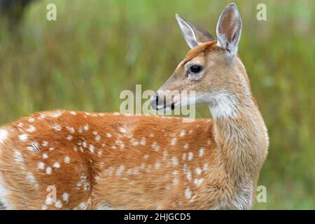 Pegno di cervo dalla coda bianca (Odocoileus virginianus) in un prato di montagna in estate. Yaak Valley, Montana nord-occidentale. Foto Stock