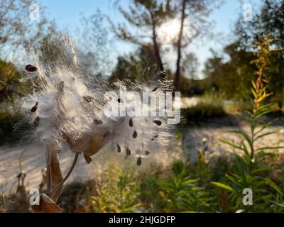 L'erba mungente matura comune (Asclepias syriaca) disperde i semi trasportati dal vento lungo il fiume Boise. Foto Stock