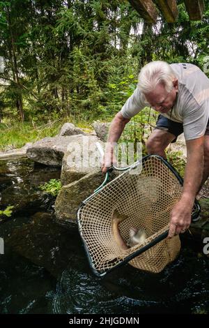 Idaho Fish and Game dipendenti consegnare Wenatchee River Basin Sockeye Salmon al MKNC 'Alpine Lake'; i volontari MKNC sono strumentali nel trasferimento Foto Stock