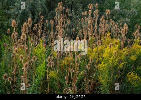 Teasel comune (Dipsacus Fullonum) con goldenrod (Solidago canadensis) e olive russe (Elaeagnus angustifolia) nel Parco Marianne Williams di Boise Foto Stock