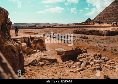Cane randagio guardando la macchina fotografica in primo piano, grandi piramidi di giza in lontananza. Un uomo su un cammello si avvicina dalla distanza Foto Stock