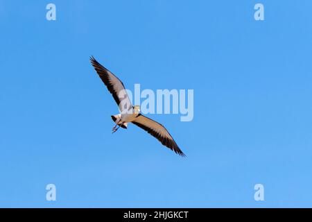 Mascherato Lapwing Vanellus Miles Narawntapu National Park, Tasmania, Australia 17 novembre 2019 Adulto in volo. Charadriidae Foto Stock