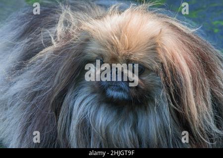 Pekingese, Cypress Garden, Mill Valley, California Foto Stock