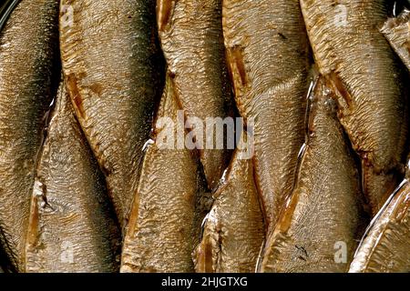 Macro primo piano di spratti baltici fumati in scatola in olio. Sfondo alimentare Foto Stock