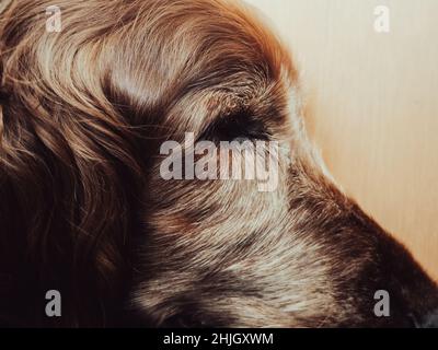 Primo piano del lato di un vecchio cane testa e viso. Bel cane rosso o irlandese Setter, i suoi capelli rossi marroni curly girling che diventano bianchi o grigi con l'età Foto Stock