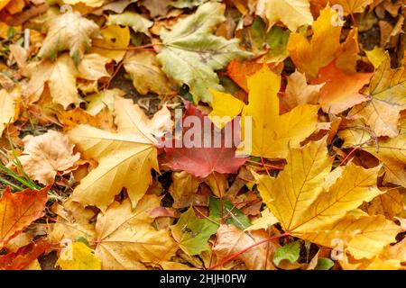 Macro foto di foglia rossa di acero a terra. Autunno foglie nel parco autunnale. Scena d'atmosfera autunnale. Profondità di campo poco profonda. Fotografia soft focus. Stagionare Foto Stock