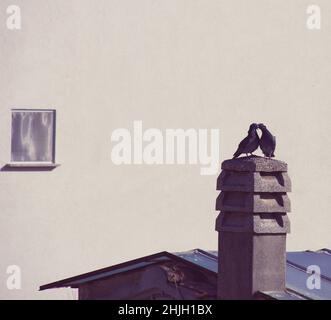 Due piccioni sopra un camino mentre baciavano , facendo una forma di cuore, spazio per il testo. Foto Stock