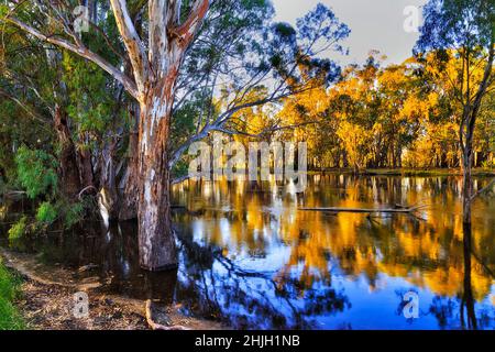 Gum-alberi allagati da pieno fiume Murrumbidgee in Balranald città di Outback Australia. Foto Stock