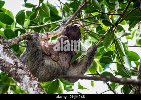 3 slots con bambino mangiando entrambi dallo stesso albero nella foresta pluviale di Panama Foto Stock