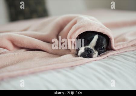 Piccolo cane accogliente in una coperta su un letto Foto Stock