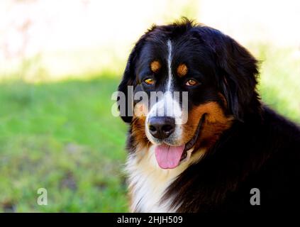 Ritratto di Bernese Mountain Dog. Il cane di montagna Bernese si trova nel parco della città. Foto Stock