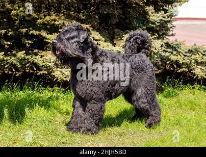 Bouvier des Flandres guarda avanti. Il Bouvier des Flandres si trova nel parco cittadino. Foto Stock