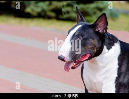 Ritratto in bianco e nero di Bull Terrier. Bull Terrier bianco e nero è sul parco. Foto Stock